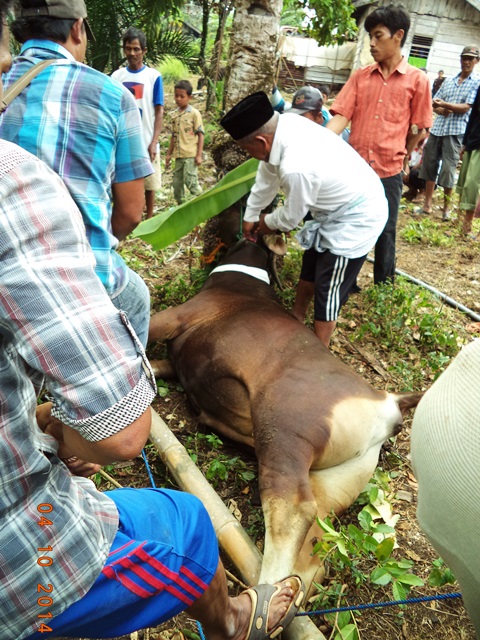 Warga Belumai 2 Kurban 7 Sapi