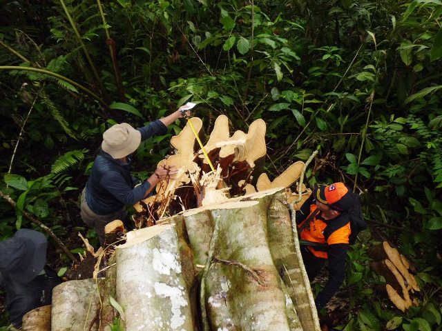 Polres Cek TKP Illegal Logging