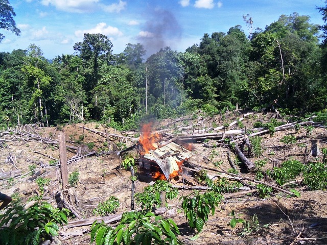 Enam Pondok Perambah Dibakar