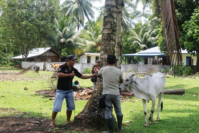 Bantuan Sapi Disnakprov Diduga Ditilep