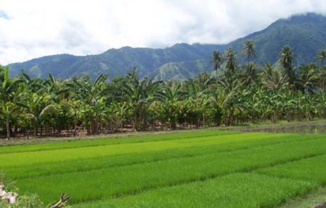 Petani Minta Bibit Sertifikasi