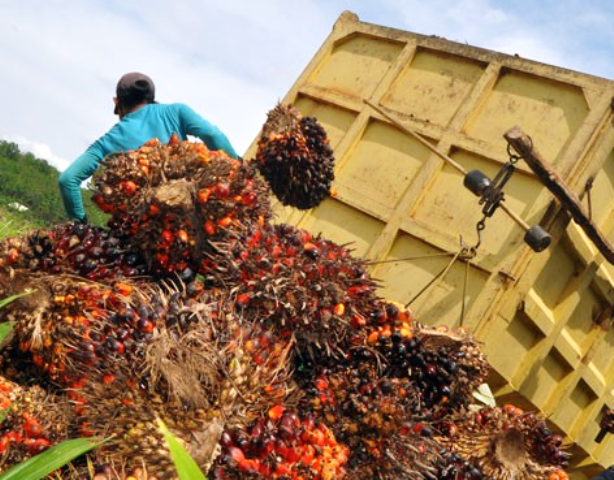 Bupati Datangkan Investor Pabrik Sawit