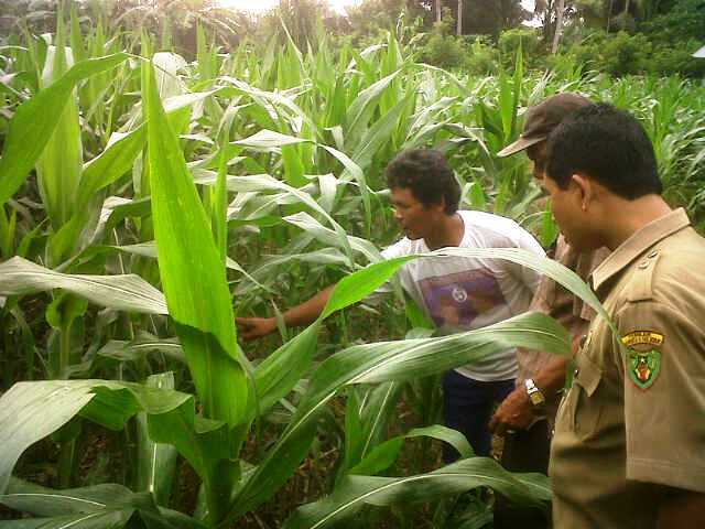 60 Hektar Tanaman Jagung Diserang Hama Wereng