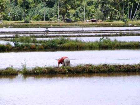 Daerah Penghasil Gabah Krisis Pangan