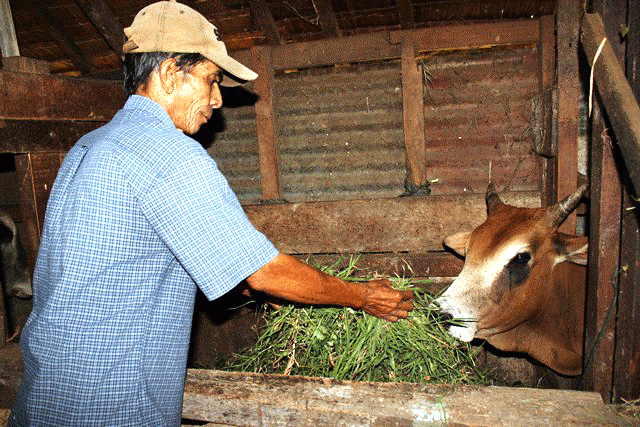 24 Sapi untuk 7 Poktan