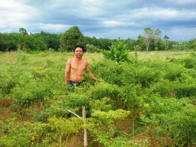 Cabai Diserang Koreng