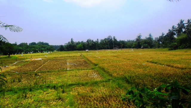 Puluhan Hektar  Padi  Diserang Tikus