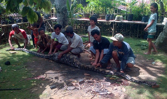 Warga Benteng Tangkap Ular Raksasa