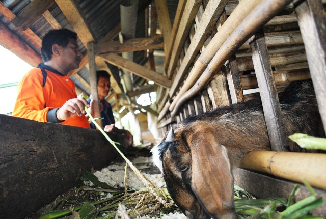 Disnakan Segera Salurkan 70 Kambing