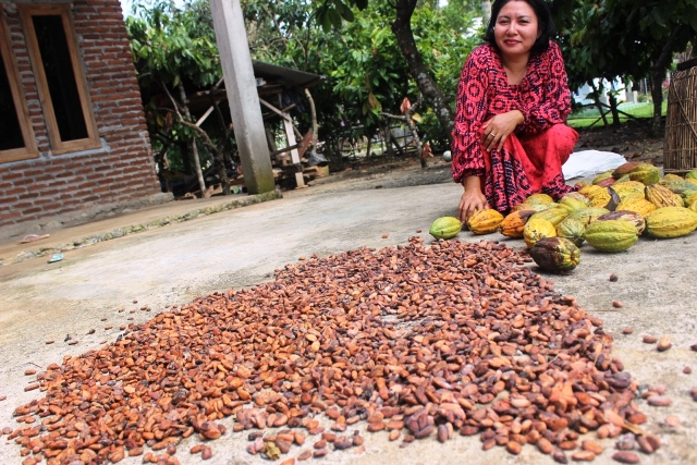 Harga Kakao Anjlok, Petani Menjerit