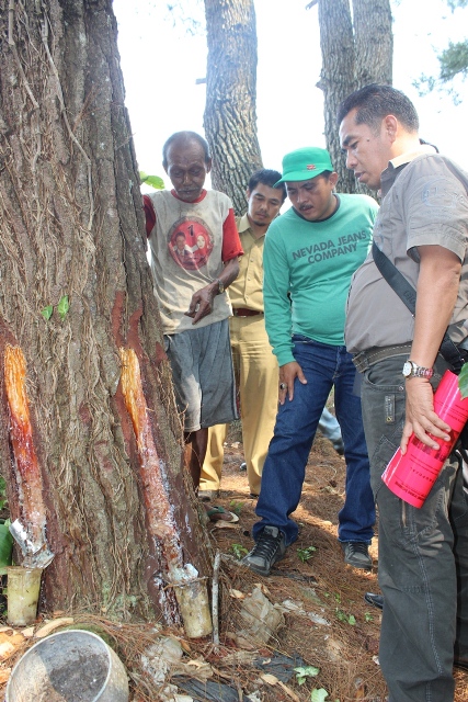 Dewan Minta Stop Penyadapan Hutan Pinus