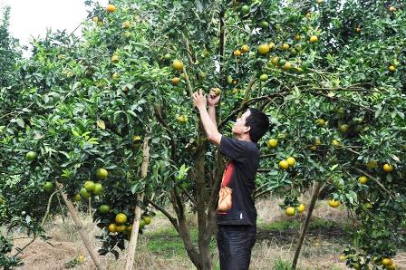 DPKP Perluas Lahan Jeruk Gerga