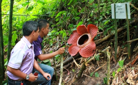 Mengunjungi Langsung Lokasi Bunga Rafflesia Mekar