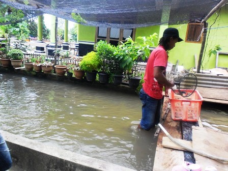 Nila Saingi Kakap Merah