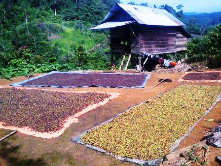 Petani  Kopi Merugi