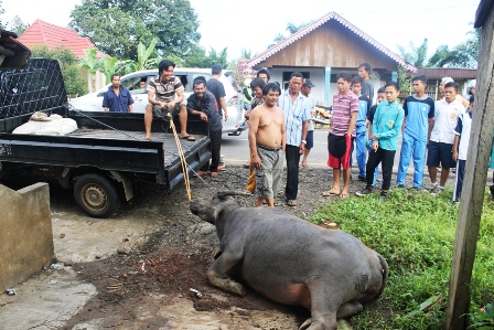 Tabrak Kerbau, Carry Ringsek