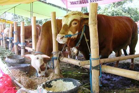 Alumni Peternakan Unib Diimbau Pulang Kandang