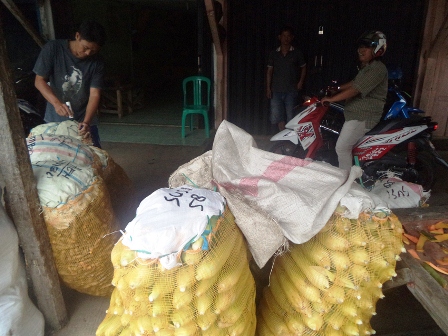 Permintaan Jagung Turun