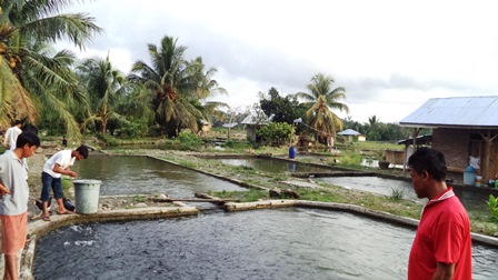 Harga Ikan Rendah, Petani Terancam Gulung Tikar