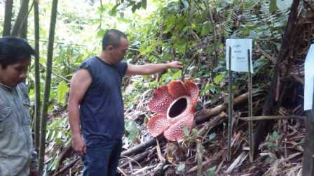 Bunga Raflesia Tumbuh di Duku Ulu