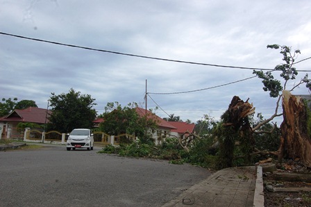 Badai, Pohon  Jarak Roboh