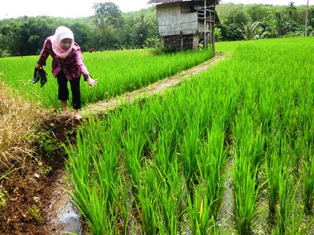 Hama Keong Mas Membawa Berkah