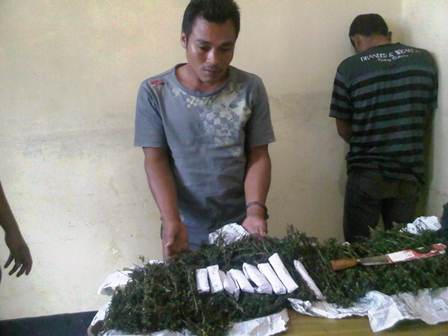 Brimob Amankan 3 Kg Ganja dan Dua Bandar