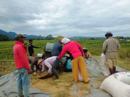 Diserang Hama, Padi Turun Drastis