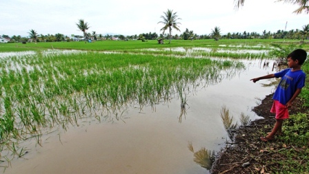 30 Ha Sawah Terendam Banjir