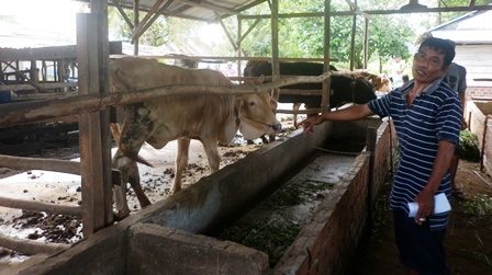 150 Ribu Ekor Sapi Segera Miliki KTP