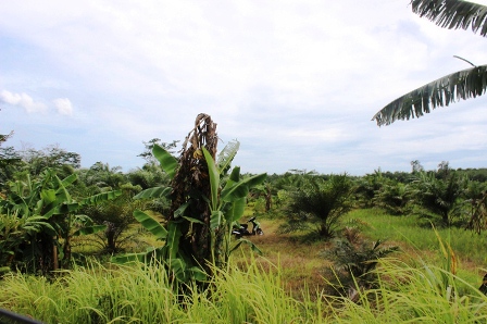 1000 Hektar Lahan Diukur Ulang