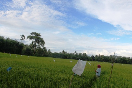 Hama Burung Mengganas