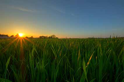 Puluhan Sawah Terancam Kekeringan