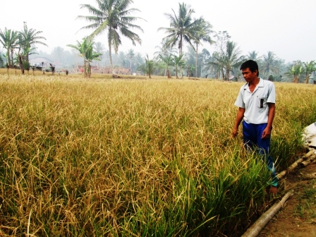 Belasan Hektar Sawah Gagal Panen