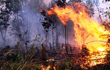 Bakar Lahan Sendiri Bisa Dipidana