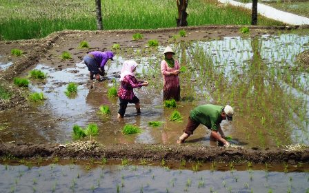 Gagal Panen Dapat Ganti Rugi