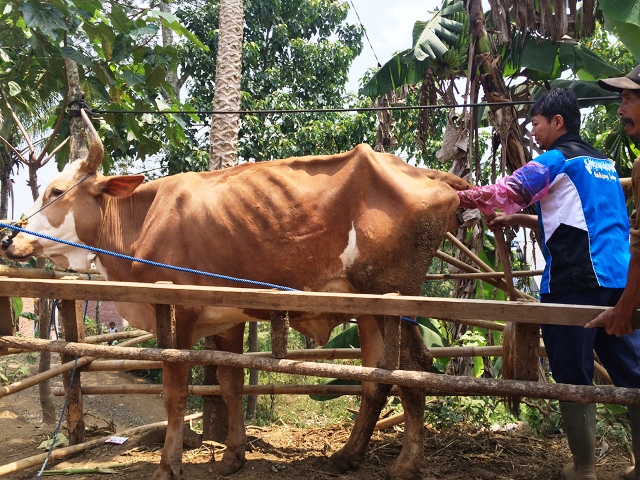 Disnakan Dongkrak Populasi Sapi