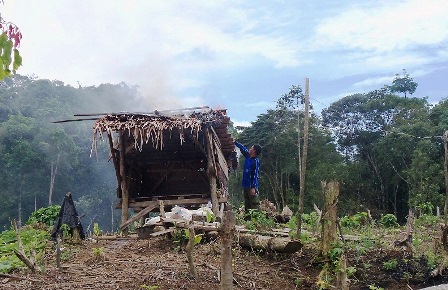 Puluhan Pondok Perambah Ditemukan di Hutang Lindung