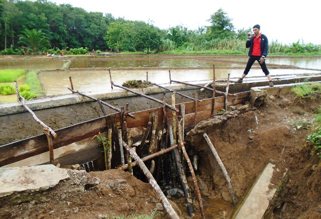 Irigasi Jebol, 50 Ha Sawah Terancam