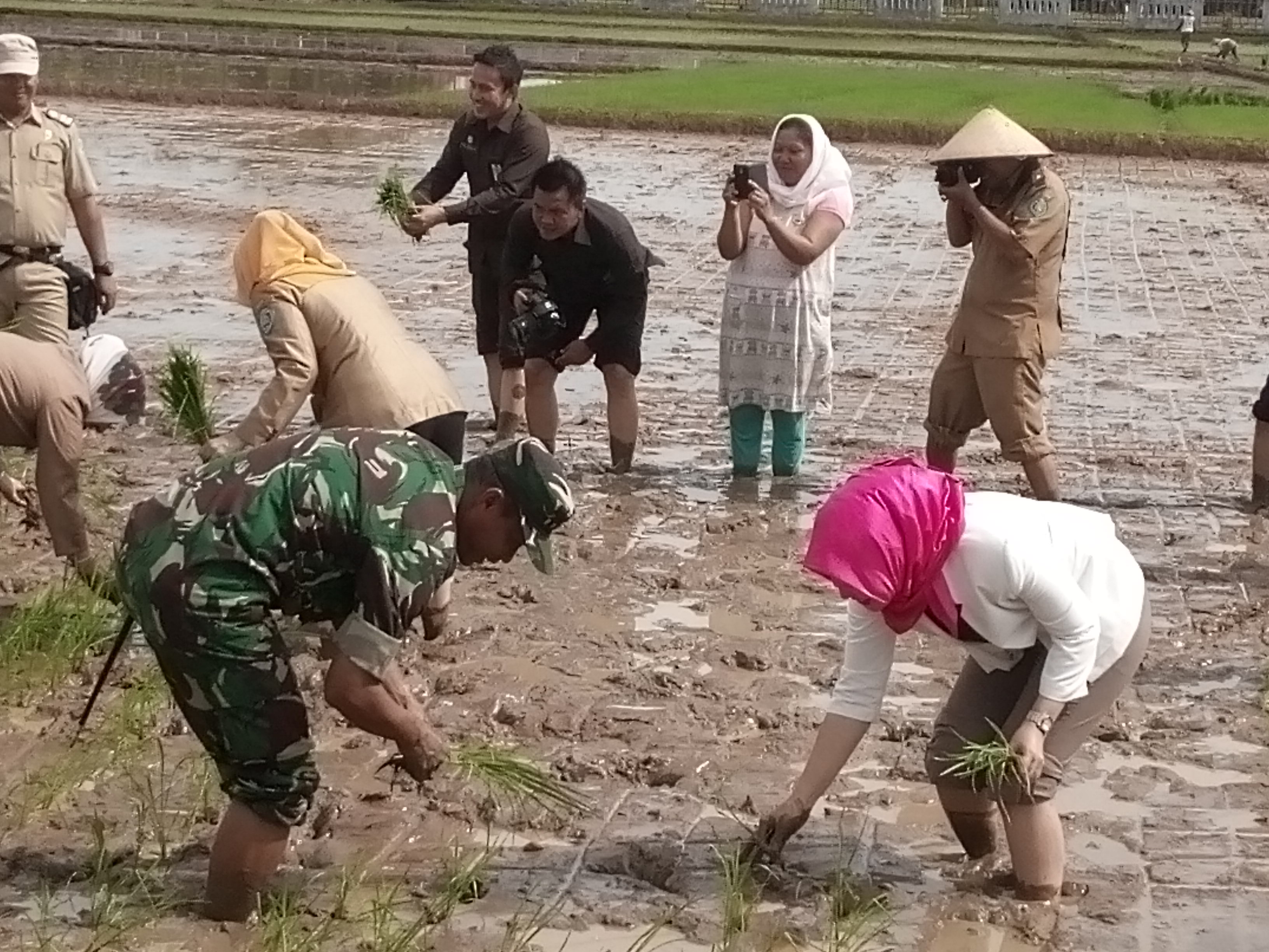 Tingkatkan Produksi Padi Ketua Dewan Kota Turun Ke Sawah