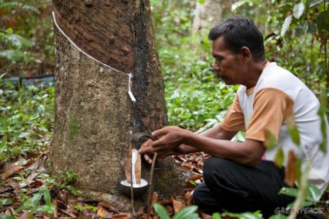 Petani Karet Kian Terpuruk