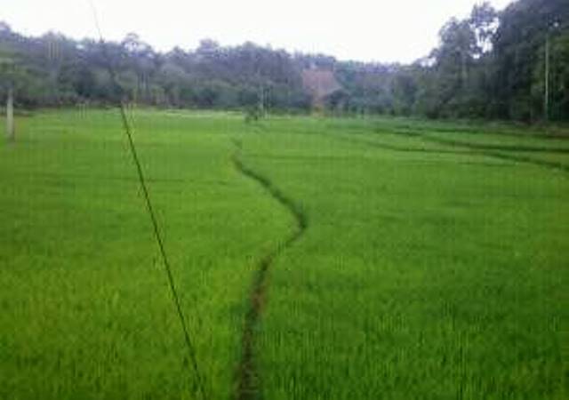 250 Hektar Sawah Dibangun