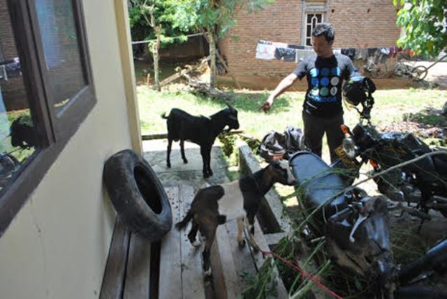 Maling Kambing Ditangkap