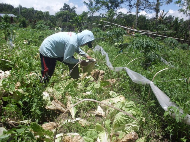 Harga Sayuran di Kabupaten Rejang Lebong Mulai Stabil