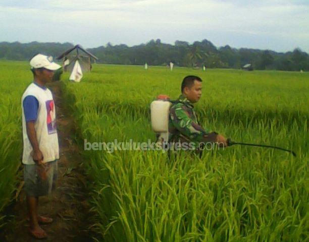 Babinsa Turun ke Sawah