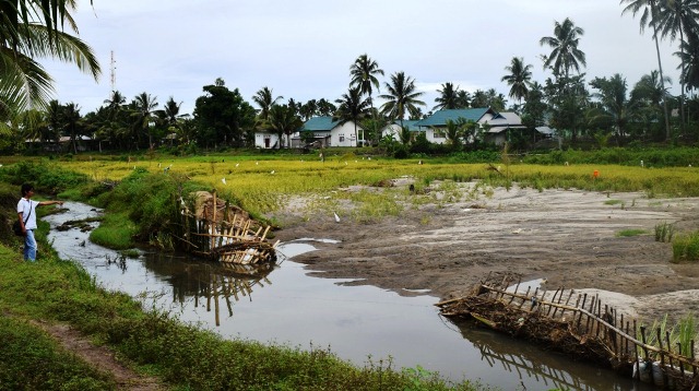 Tanggul Jebol, Padi Rusak