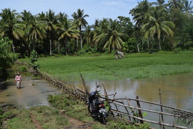 Belasan Hektare Sawah Terendam