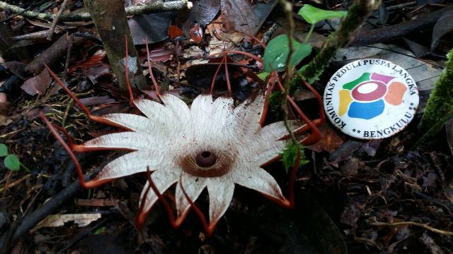 Rafflesia Bintang Hilang