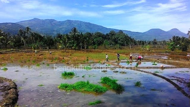 Cetak Sawah Belum Menyentuh Sumber Makmur