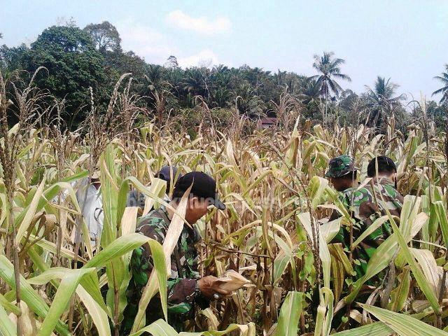 KODIM 0408/BS Bantu Panen Jagung